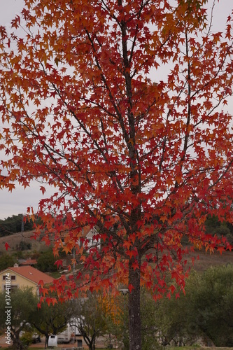 Autumn leaves fall trees nature. Portugal