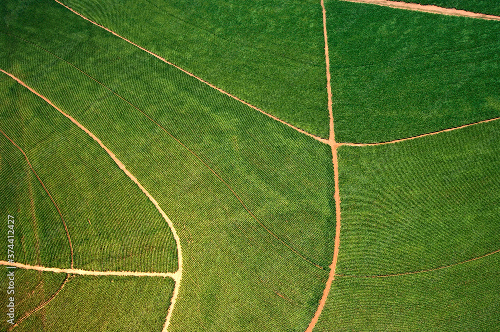 Obraz premium Vista aérea de plantação de cana-de-açúcar .