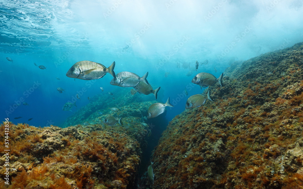 Fototapeta premium Several sargo seabream fish underwater in the Mediterranean sea, France