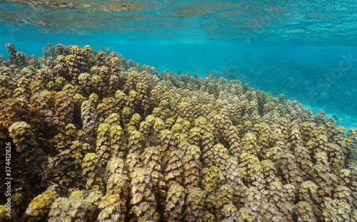 Invasive algae, Turbinaria ornata, colonizing shallow underwater reef in French Polynesia, Tahiti lagoon, Pacific ocean, Oceania