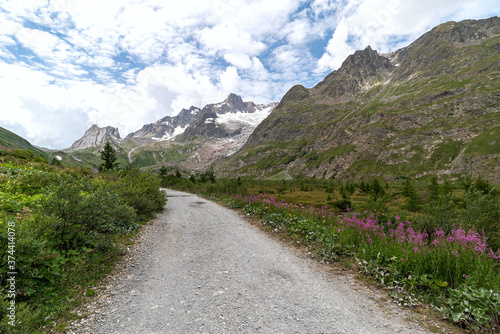 Obraz na płótnie Pink flowers Val Veny - Courmayeur - Valle d'Aosta - Italy w salonie