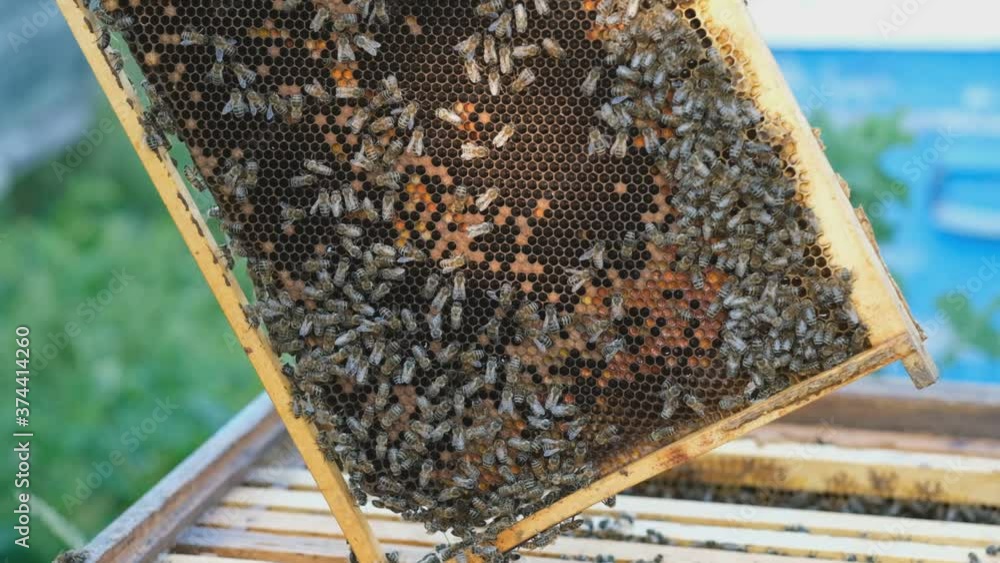 The beekeeper opens the hive, the bees checks, checks honey. Beekeeper ...