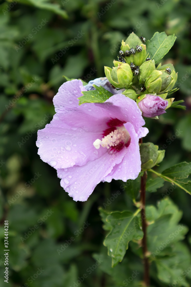 Obraz premium Hibiscus shrub growing and flowering at Lake Iseo in Italy