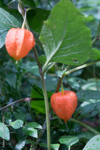 Bladder Cherry (Physalis alkekeng) growing in Torre de' Roveri Italy photo