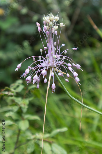 Keeled Garlic (Allium carinatum) growing in Torre de' Roveri Italy photo