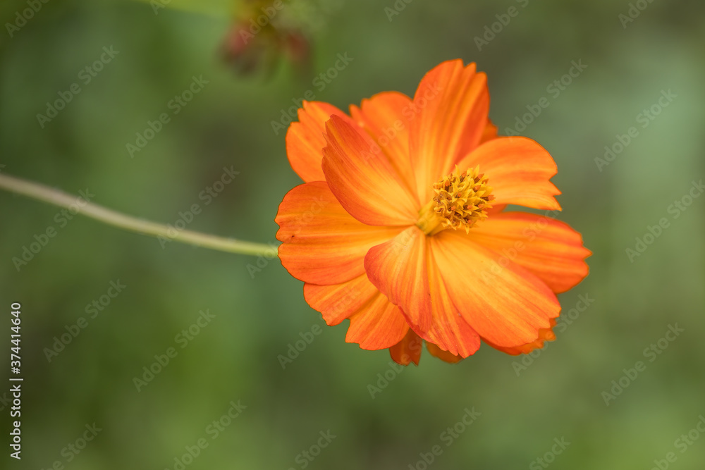 Garden Cosmos (Cosmos sulphureus Cav.) growing and flowering in a garden in Italy Garden Cosmos (Cosmos sulphureus Cav.) growing and flowering in a garden in Italy