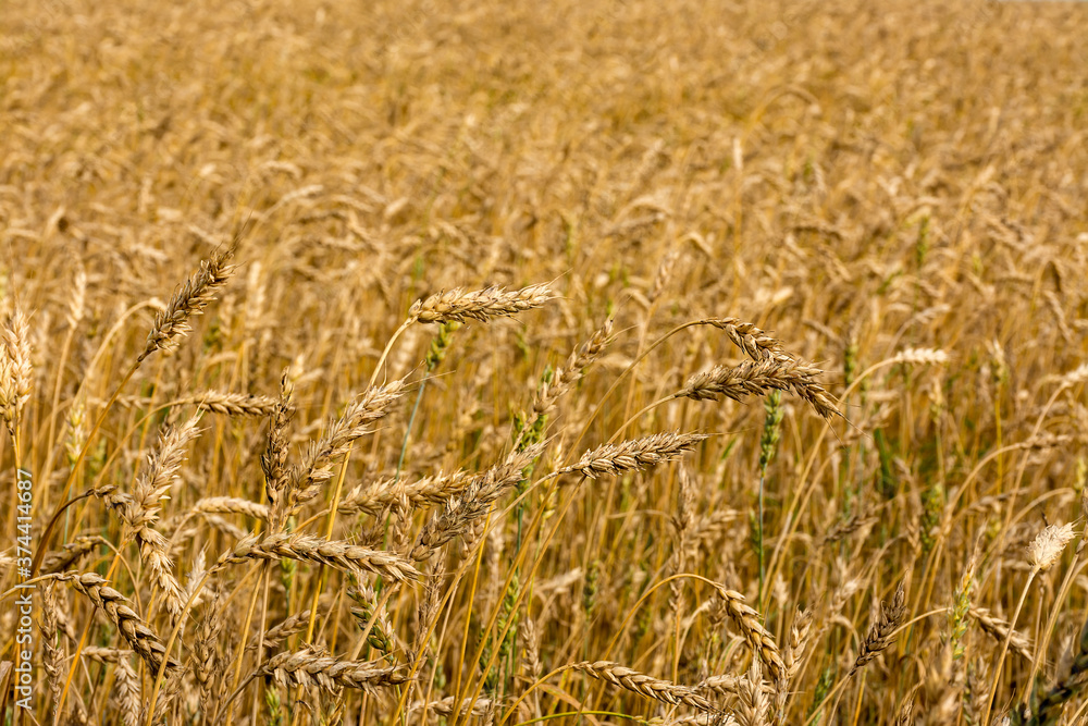 Wheat is the leading grain crop in many countries. Wheat is the leading grain crop in many countries.
