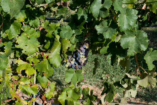 Spata, Greece, August 2020: Vine tree with grapes at a small farm. photo