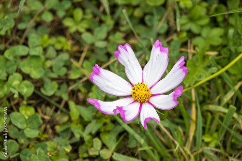 Garden Cosmos (Cosmos bipinnatus Cav.) growing and flowering in a garden in Italy