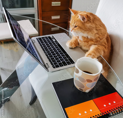 cat surfing on internet