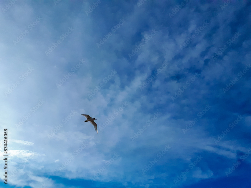 Shot of a flying seagull on the blue skyscape background. Bird with spread wings in the air