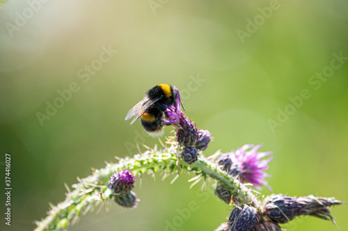 Bumblebee covered in pollen on the wild flower