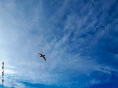 Shot of a flying seagull on the blue skyscape background. Bird with spread wings in the air
