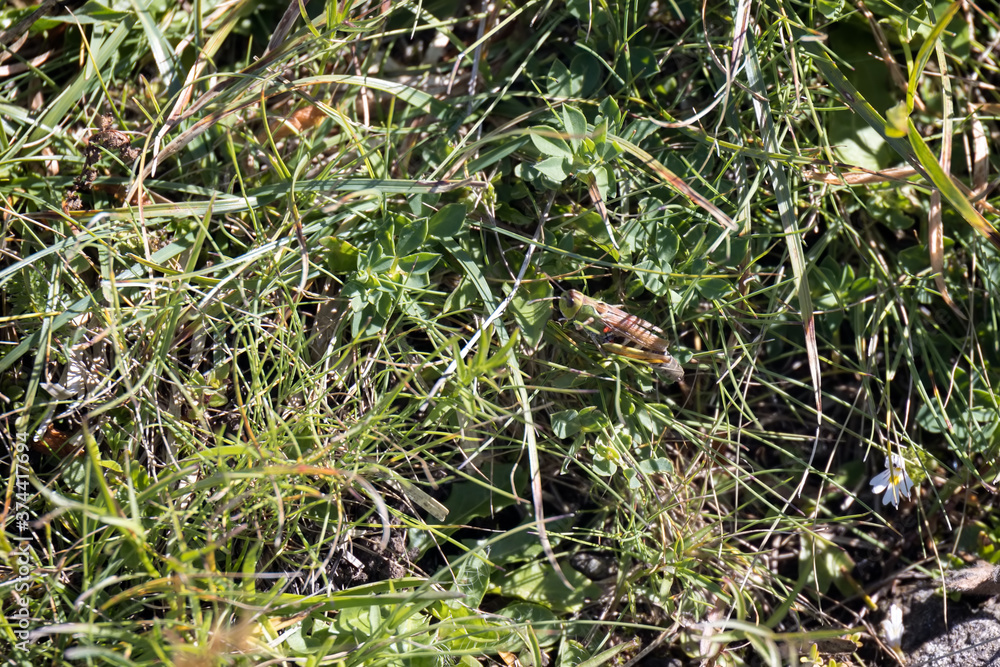 Common Green Grasshopper (Omocestus viridulus) living in the Dolomites