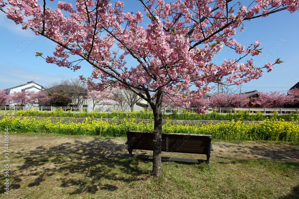 菜の花と河津桜