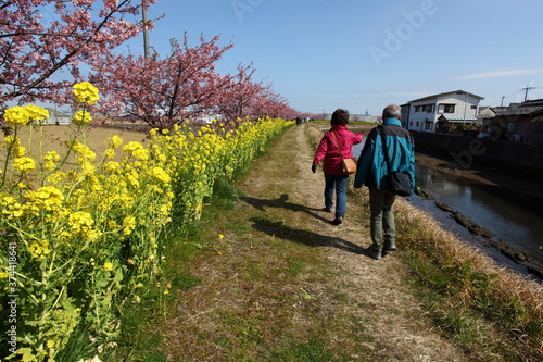 菜の花と河津桜の道