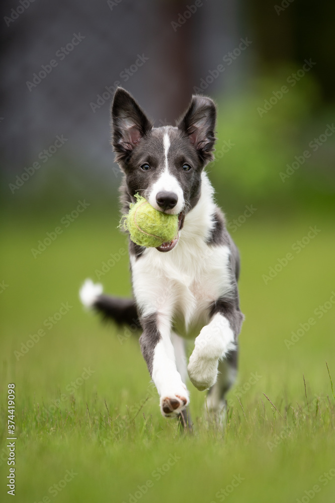 young border collie playing with ball