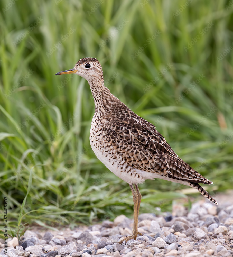 Upland Sandpiper portrait Upland Sandpiper portrait