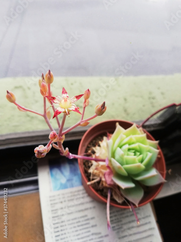 Small red and white flower on a potted plant by the window during a cloudy day