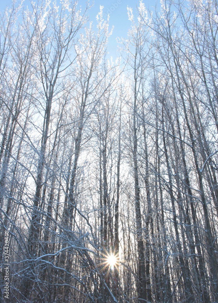 forest in winter forest in winter