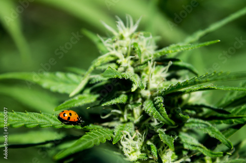 Ladybug on a Hemp Cannabis Plant, Focus on the Red Lady Beetle as it Crawls on a Green Cannabis Leaf