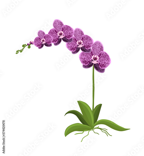 Orchid flower. Delicate beautiful flower. Vector illustration