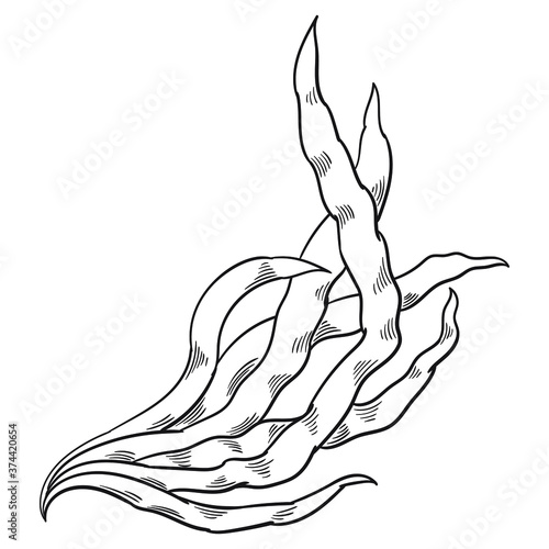 Hand drawn vector of sea plant  isolated on white background for coloring page. Black and white  stock illustration of alga for coloring book.