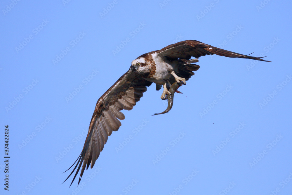 Obraz premium Osprey with fish