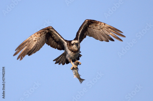 Osprey flying with fish