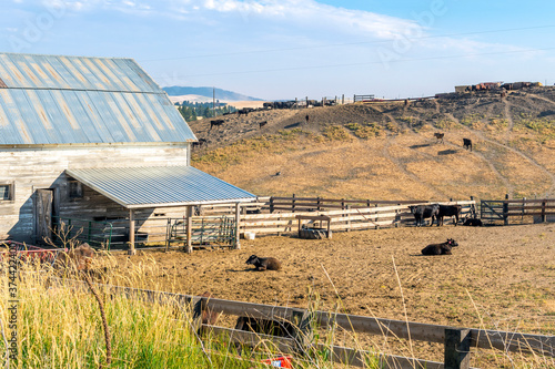 A small rustic barn with cows in a corral gated area and cattle on the hill in the high desert of the Inland Northwest, Washtucna, Washington USA. photo