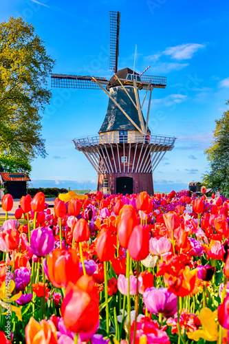 Dutch Traveling. Blooming Colorful Tulips In Keukenhof Public Flower Garden With Traditional Dutch Windmill photo