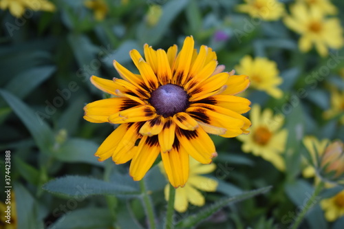 Single, yellow, black-eyed Susan (Calendula officinalis) with a blurred leafy background. 
