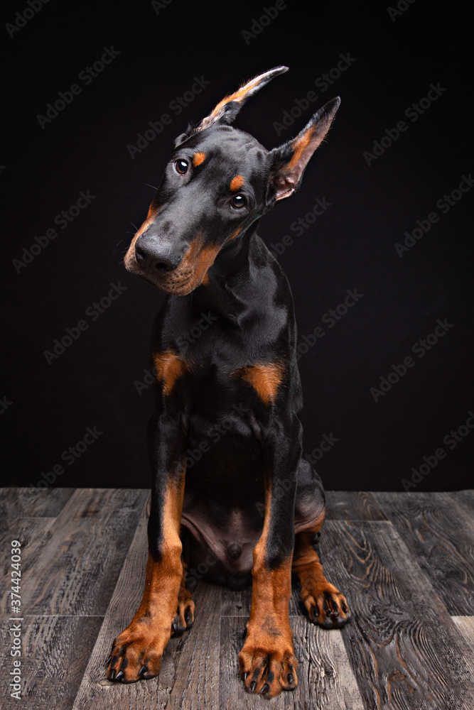 Doberman puppy studio portrait Doberman puppy studio portrait
