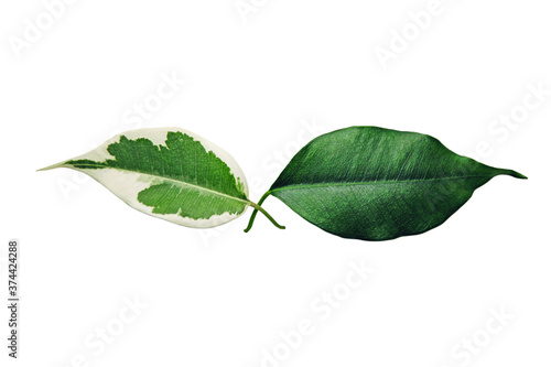 Two green Benjamin tree leaves isolated on white, skin pigmentation symbol photo