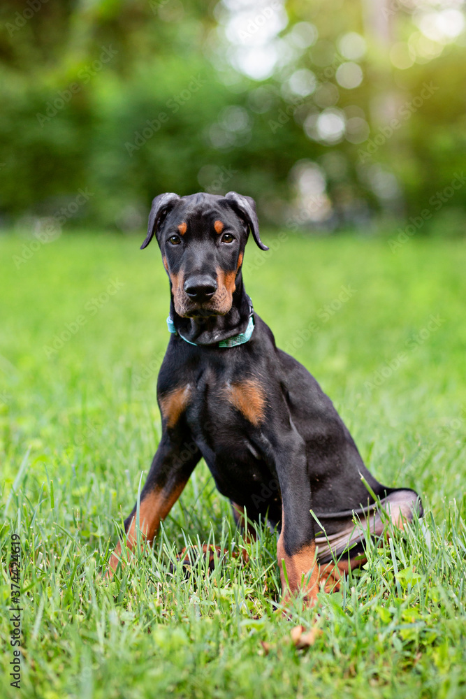 portrait of a Doberman puppy outdoors portrait of a Doberman puppy outdoors