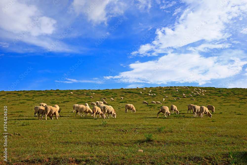 The sheep of the grasslands