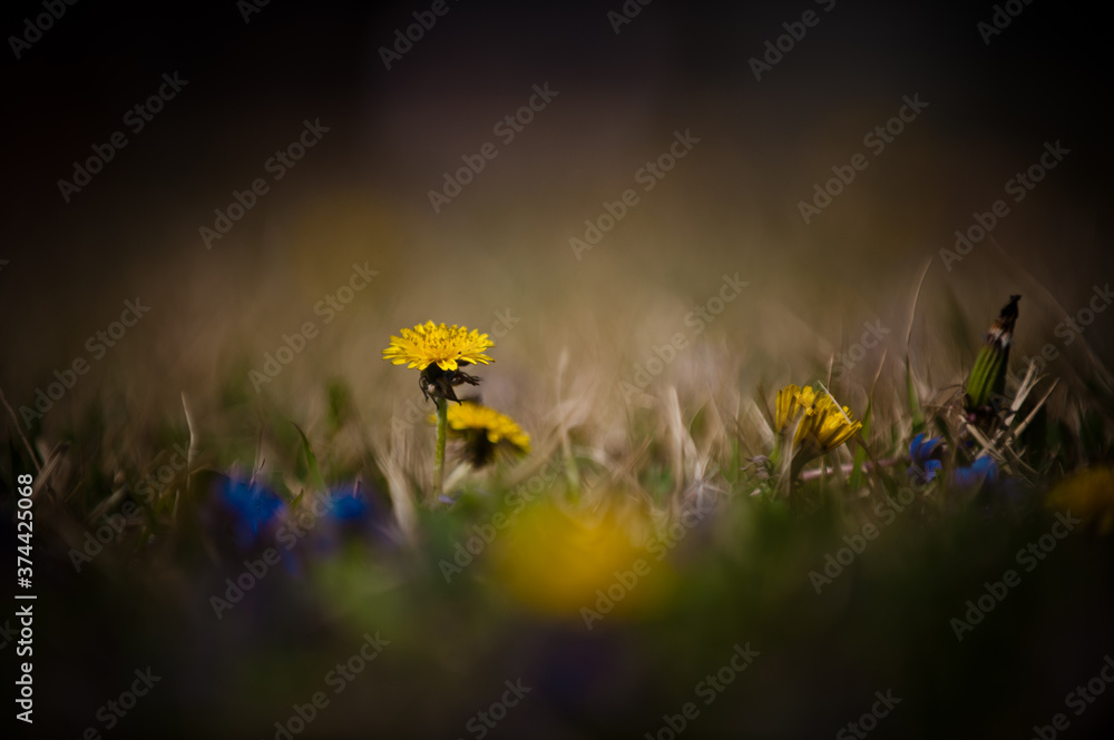Fototapeta premium The beautiful wild flowers.