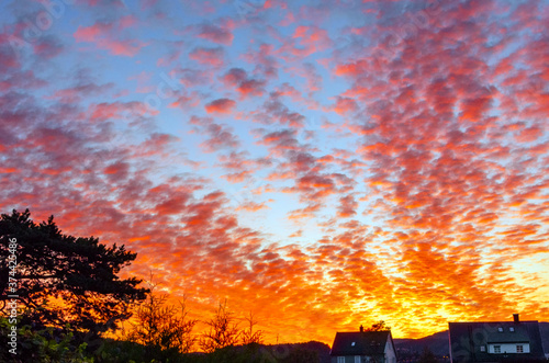 Red cirrocumulus clouds at sunrise above trees and houses. photo