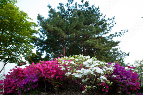 Beautiful Azalea flower s stamen.Blossoming in the park.