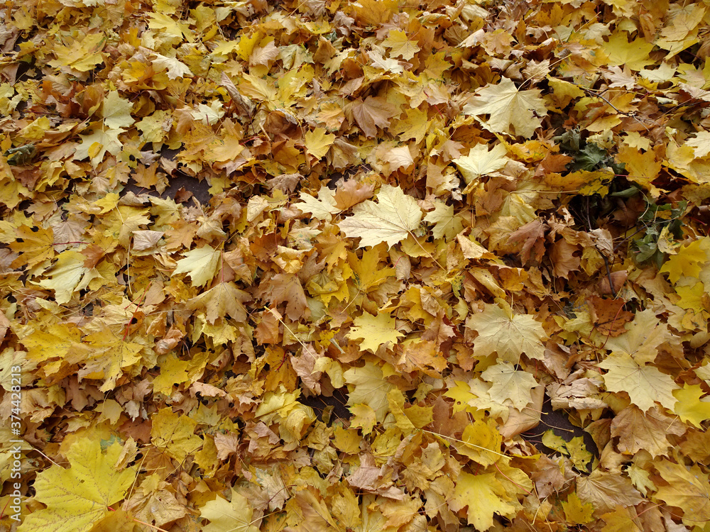 carpet of autumn yellow orange red fallen maple leaves carpet of autumn yellow orange red fallen maple leaves