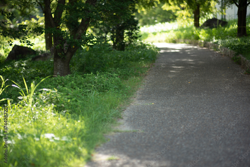 Fototapeta premium path in the park