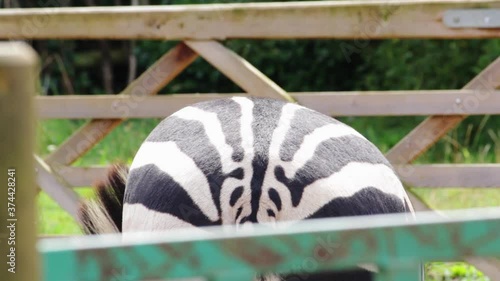Plains zebra back closeup (Equus quagga, formerly Equus burchellii) in a wildlife park in Uk. Zebras are various species of African equids (horse family) united by their black-and-white striped coats.