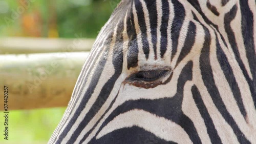 Plains zebra eyes closeup (Equus quagga, formerly Equus burchellii)in a wildlife park in Uk. Zebras are various species of African equids (horse family) united by their black-and-white striped coats.
