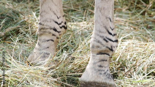 Plains zebra hooves closeup (Equus quagga, formerly Equus burchellii)in a wildlife park in Uk. Zebras are various species of African equids (horse family) united by their black-and-white striped coats