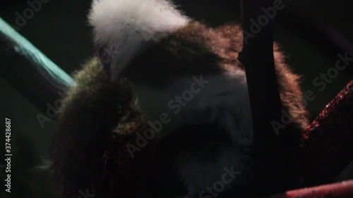 A cotton-top tamarin (Saguinus oedipus) in a wildlife park in United Kingdom. The cotton-top tamarin is a small New World monkey.