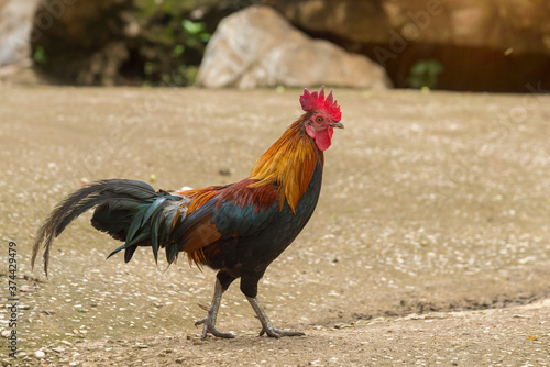  Rooster (also known as a cockerel or cock) in countryside open farm, Beautiful male chicken walking on cement floor. © pornsawan