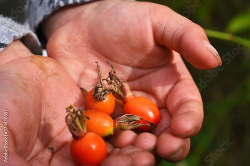 An image of a child's hands holding four ripe rose hip berries.