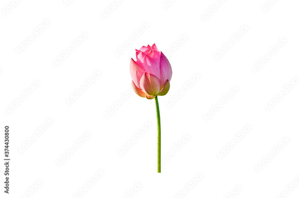 Lotus flower isolated on white background.