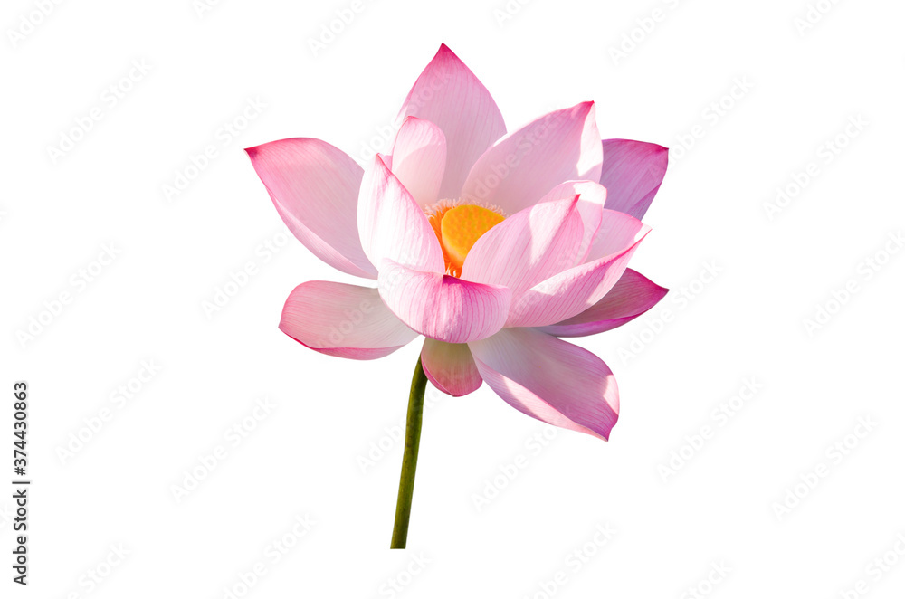 Pink lotus flower isolated on white background. Pink lotus flower isolated on white background.
