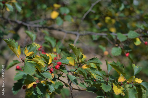 Autumn background. Red rose hips on a blurred background with yellow and greeen leaves. Soft focus. Copyspace